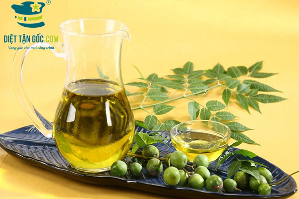 Làm cách nào để diệt mối đất được hiệu quả?