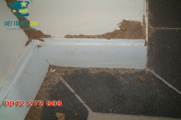 Làm thế nào để biết nhà bị mối xông?