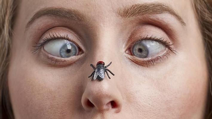 moi nguy hai gay ra tu ruoi