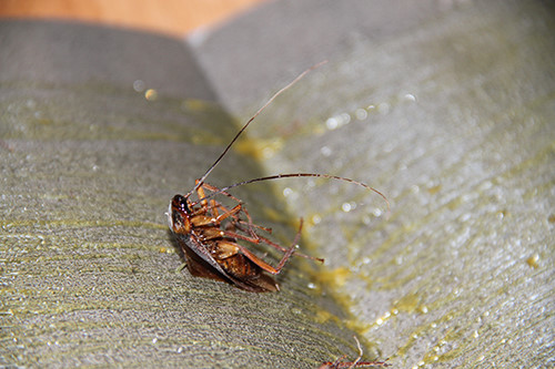 cach diet ran bang nuoc duong hieu qua