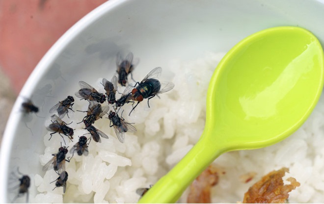 mối nguy hiểm mà ruồi nhà mang lại cho con người