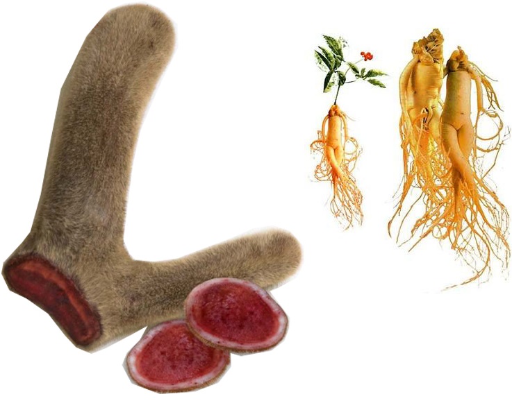 Nhung hươu và nhân sâm