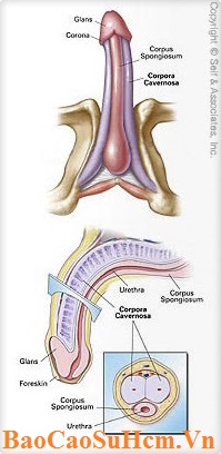 Cấu tạo dương vật của nam