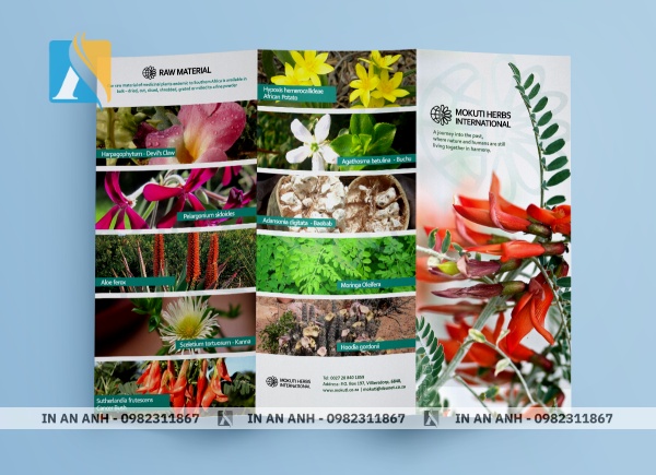 Mẫu Pamphlet cung cấp đa dạng hình ảnh về các loài hoa