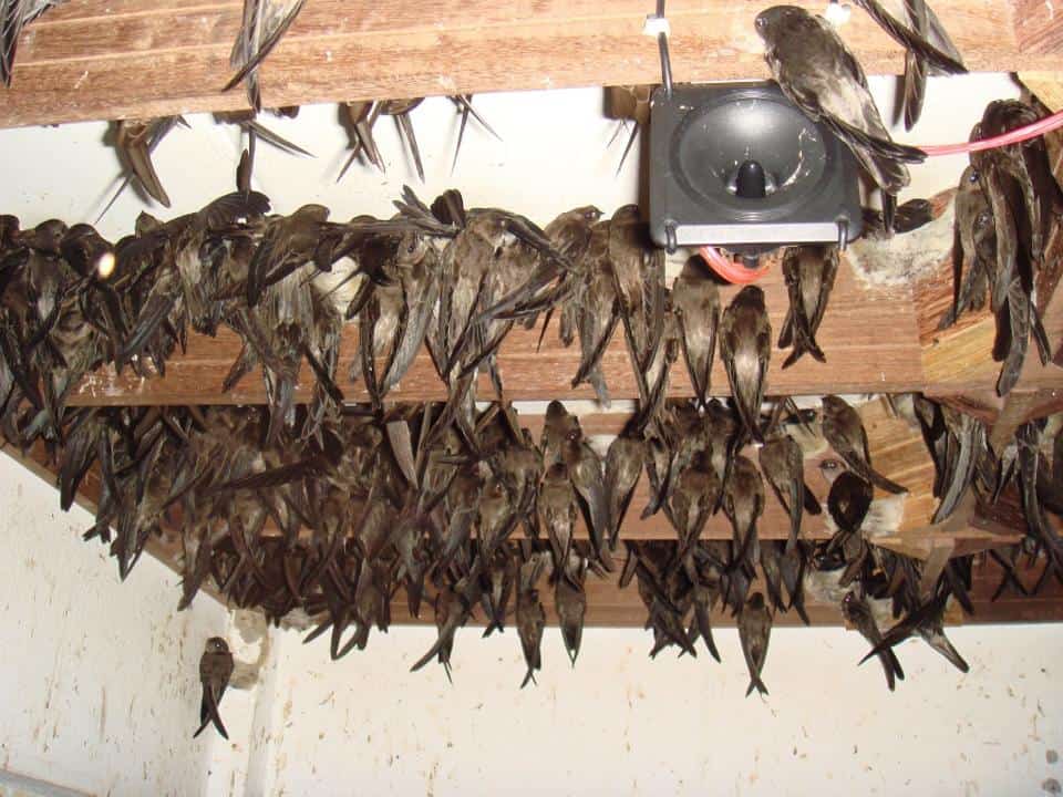 kỹ thuật nuôi yến