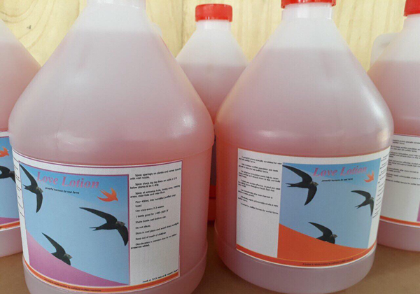 kỹ thuật nuôi yến trong nhà