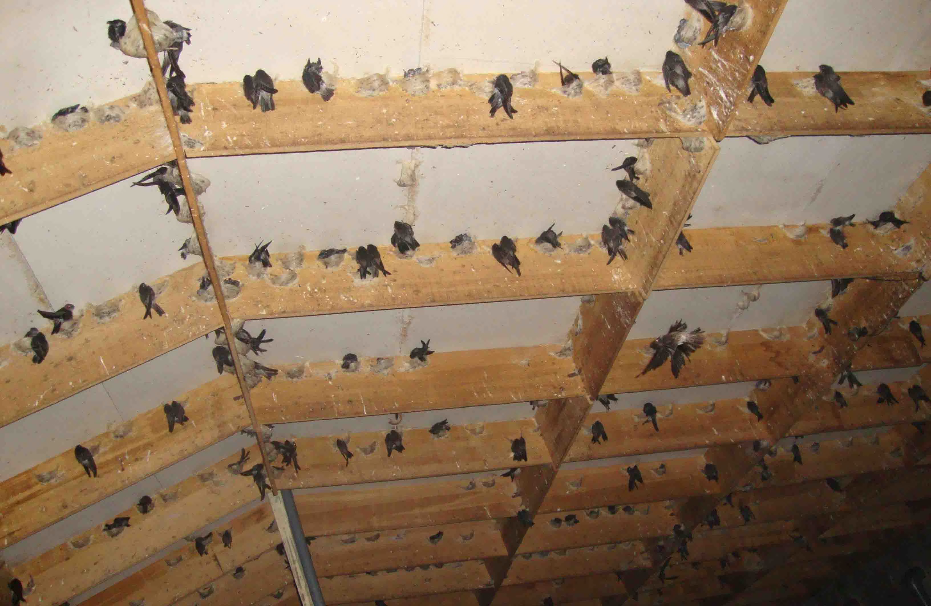 làm nhà nuôi yến