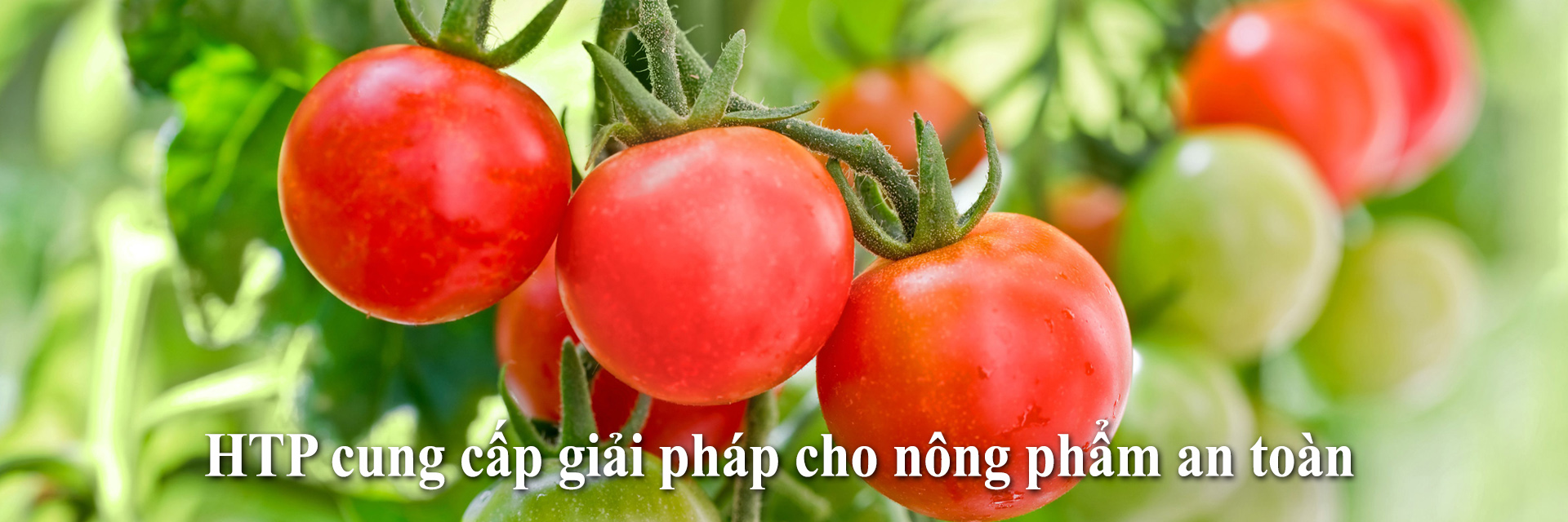 HTP cung cấp giải pháp cho nông phẩm an toàn