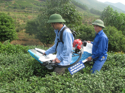 Máy hái chè sử dụng như thế nào?