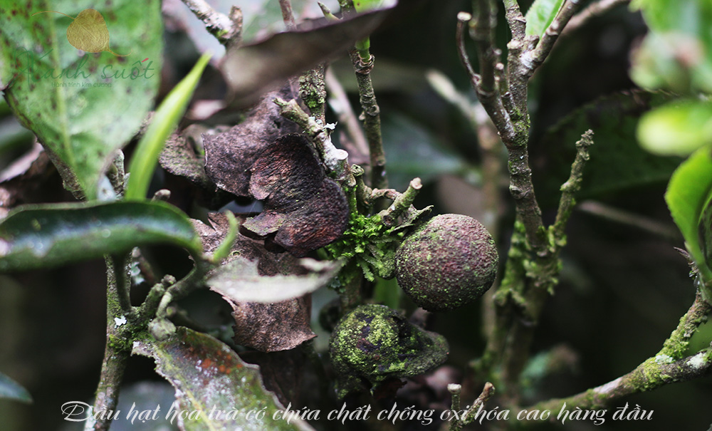 Dầu hạt hoa trà