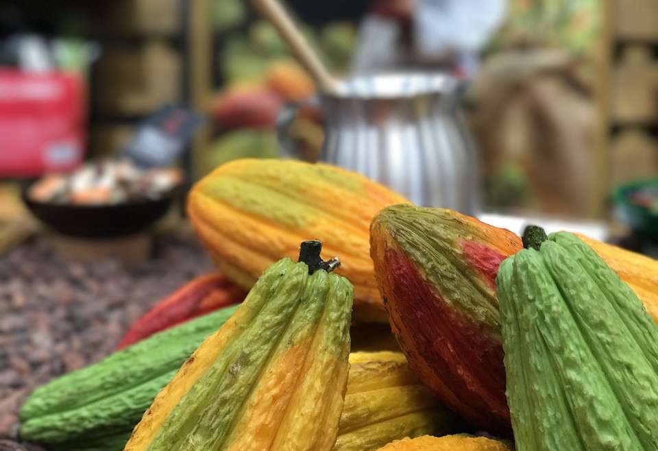 Cacao Việt Nam ngon nhất Châu Á- Thái Bình Dương