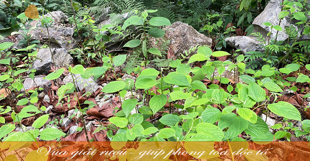 Khúng khéng có tác dụng gì