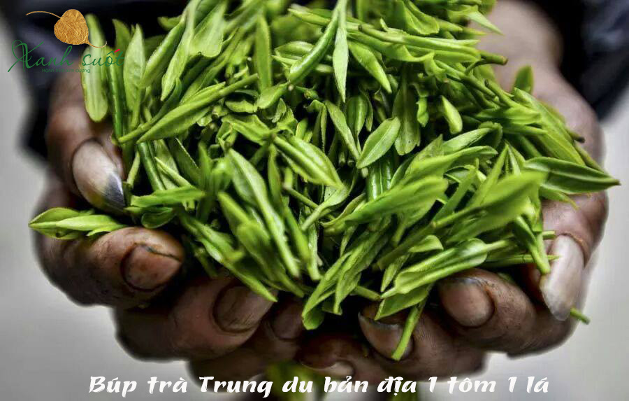 trà búp 1 tôm 1 tép