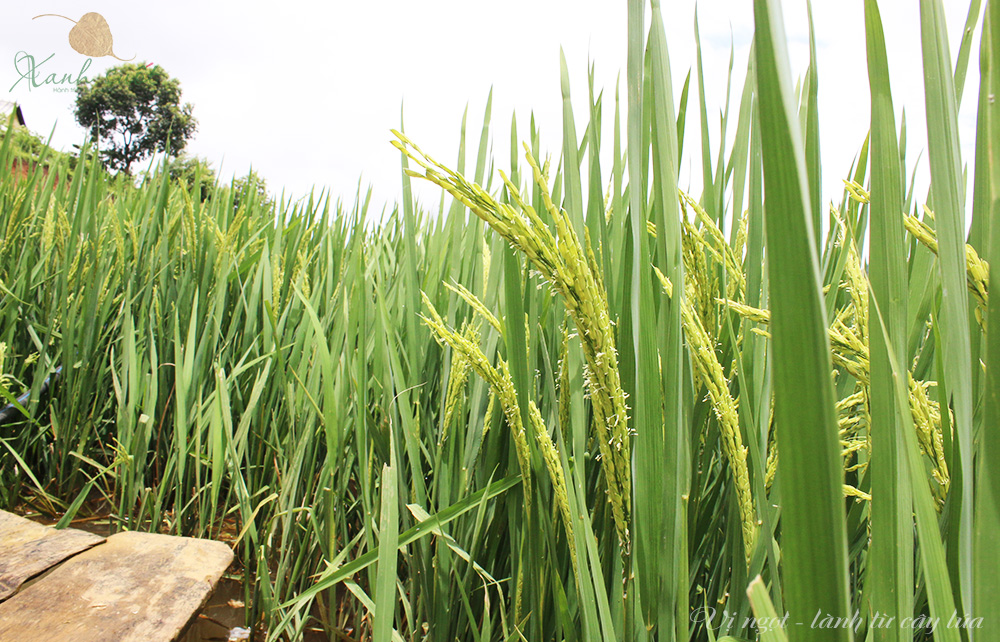 Rice Malt Syrup Home made