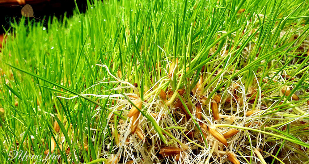 mạch nha làm từ mộng lúa