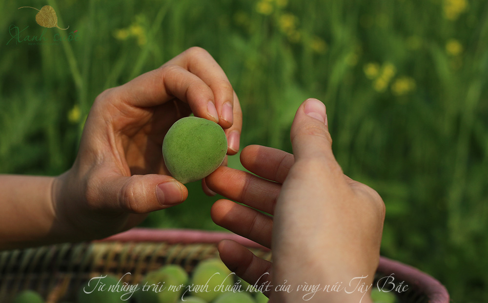 Làm rượu hoa quả từ trái mơ xanh Tây Bắc như thế nào