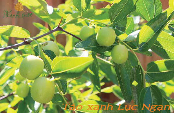 Táo xanh Lục Ngạn