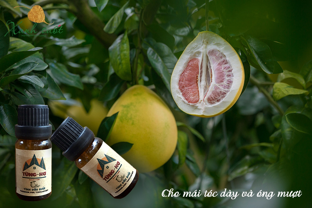 Lợi ích bất ngờ của tinh dầu bưởi nguyên chất