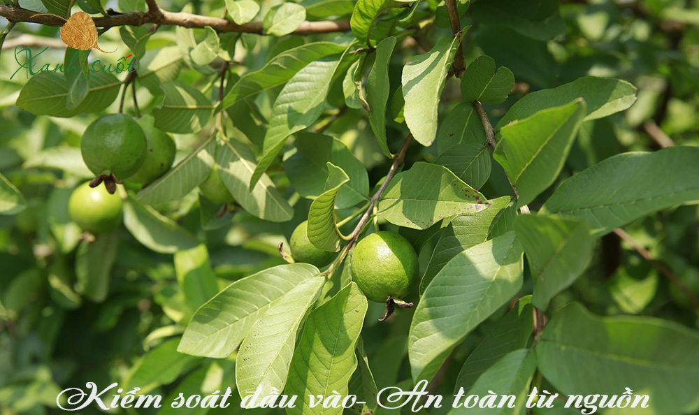 Vườn ổi găng Cự Khối- Hà Nội