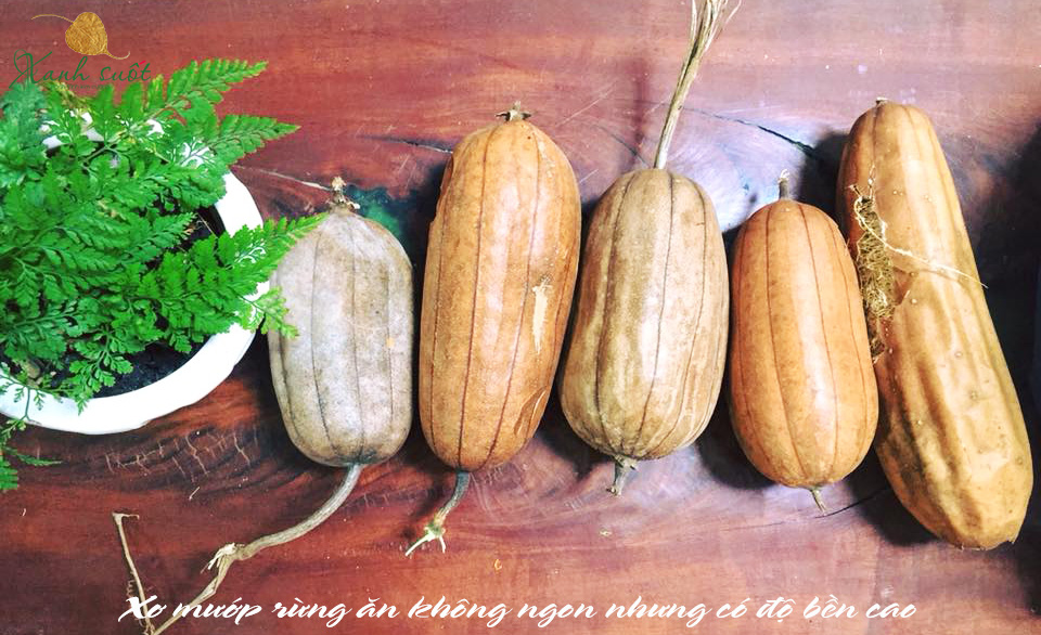 xơ mướp rừng tự nhiên