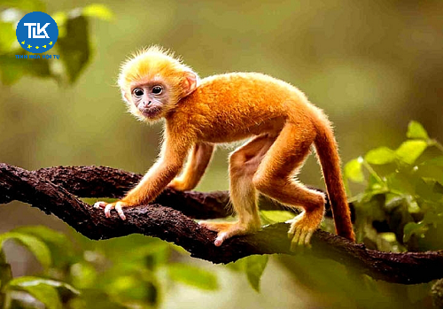 thu-tuc-cap-giay-phep-cites-nhap-noi-tu-bien-mau-vat-dong-vat-thuc-vat-hoang-da-nguy-cap-thuoc-phu-luc-i-ii-cites