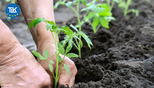thu-tuc-cap-lai-giay-chung-nhan-du-dieu-kien-san-xuat-phan-bon