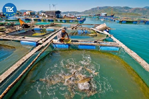 thu-tuc-de-nghi-cap-doi-giay-chung-nhan-co-so-du-dieu-kien-an-toan-thuc-pham-doi-voi-co-so-san-xuat-kinh-doanh-thuc-pham-thuy-san-co-xuat-khau