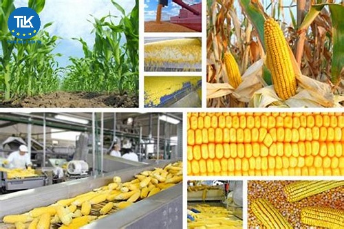 thu-tuc-cap-giay-chung-nhan-co-so-du-dieu-kien-an-toan-thuc-pham-doi-voi-co-so-san-xuat-kinh-doanh-nong-lam-thuy-san