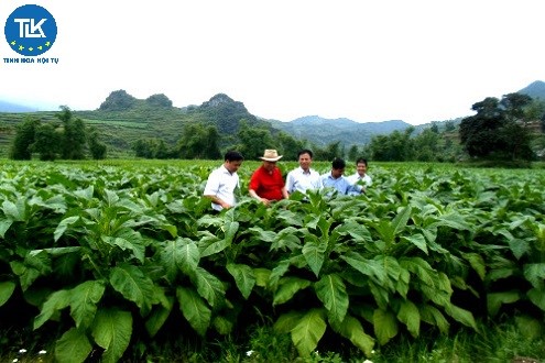 thu-tuc-xin-cap-giay-phep-mua-ban-nguyen-vat-lieu-thuoc-la