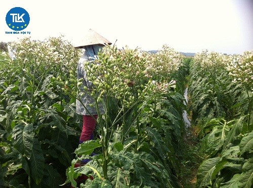 thu-tuc-cap-giay-phep-san-xuat-san-pham-thuoc-la