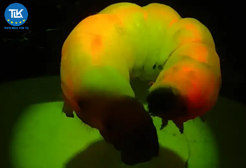 tam-luong-tu-nha-ra-so-to-phat-sang