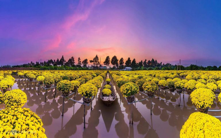 Sa Đéc - thảm màu hoa rực rỡ