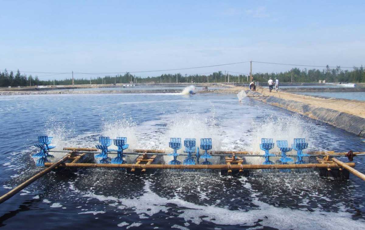 Mô hình sử dụng máy oxy trong nuôi trồng thủy sản