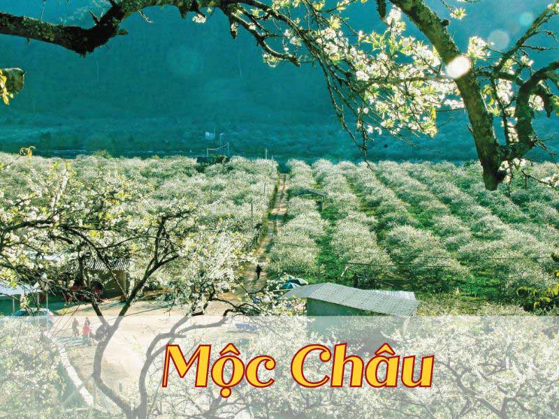 Mộc châu