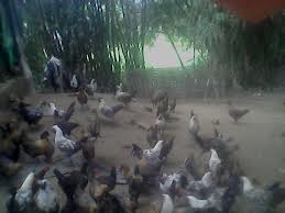 ga-h-mong-mot-giong-ga-quy