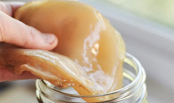 “con giống” SCOBY