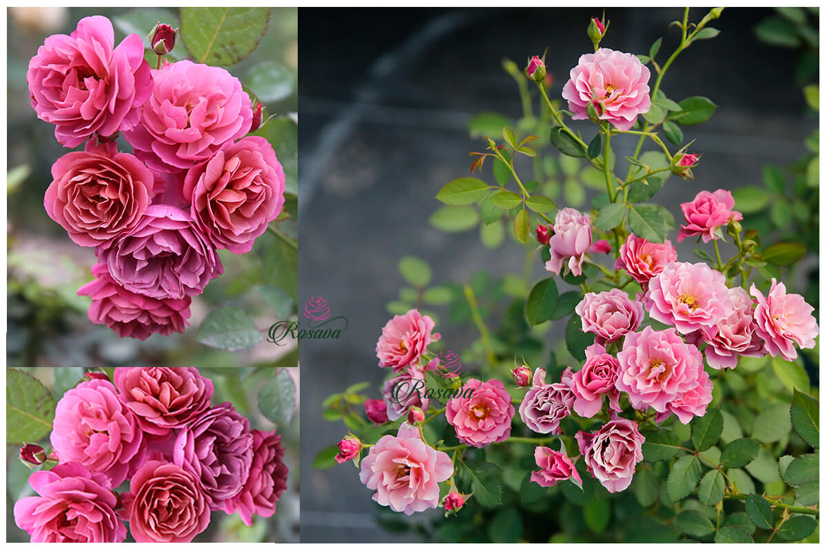 hoa hồng ngoại màu hồng