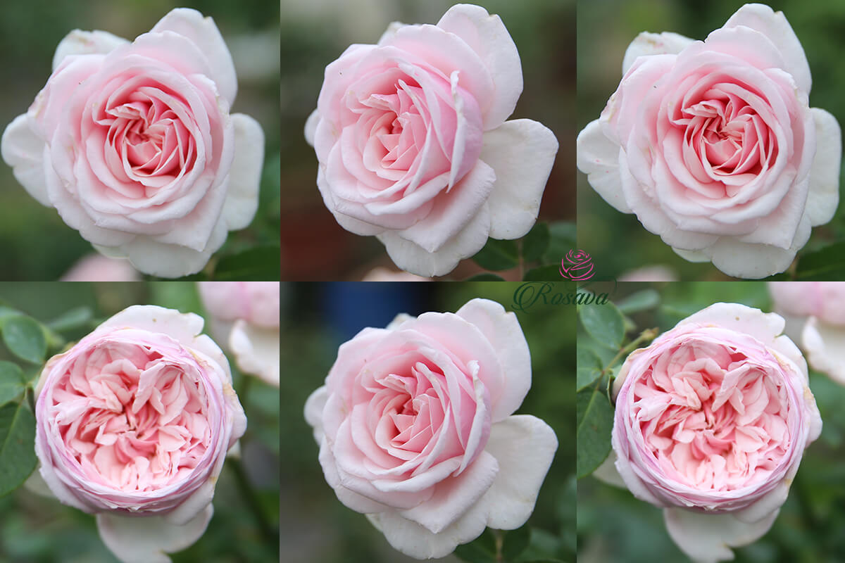 hoa hồng ngoại màu hồng