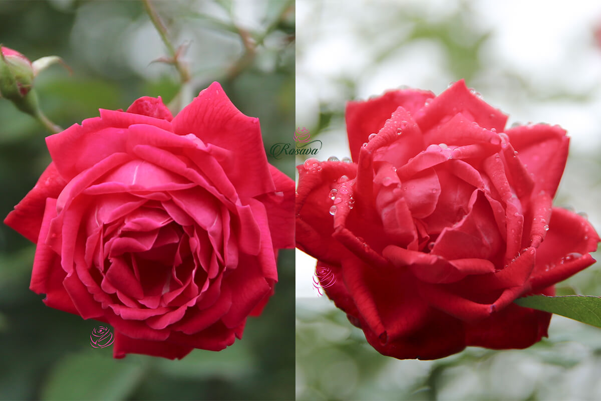 các loại hoa hồng cổ
