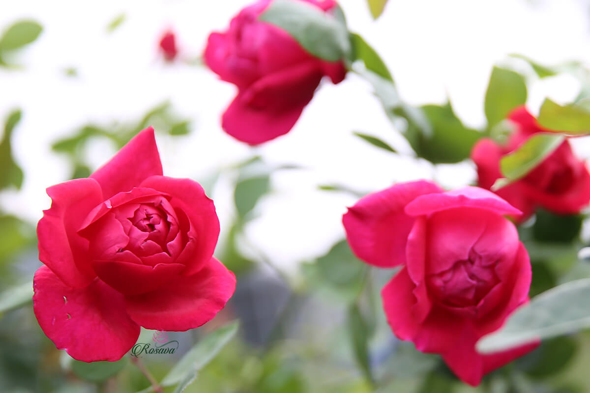 cây hoa hồng cổ