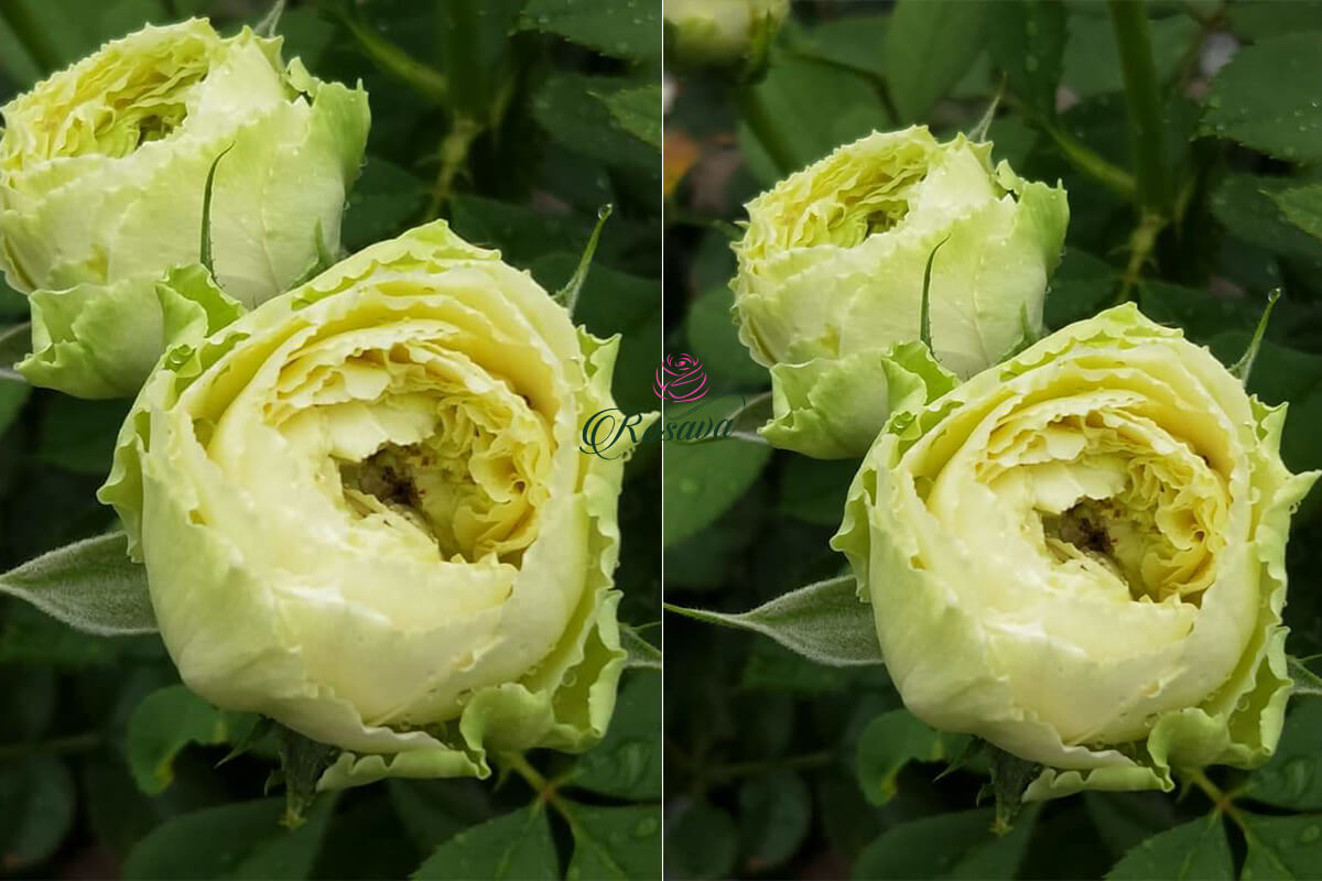 hoa hồng Green Romantica