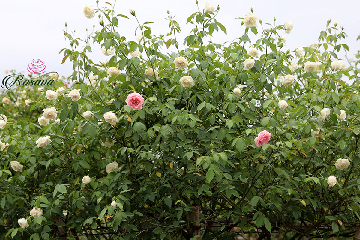 hoa hồng bạch ho