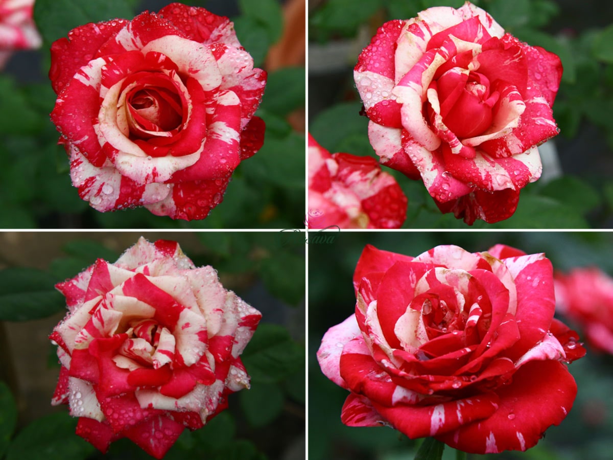hoa hồng chaim soutine
