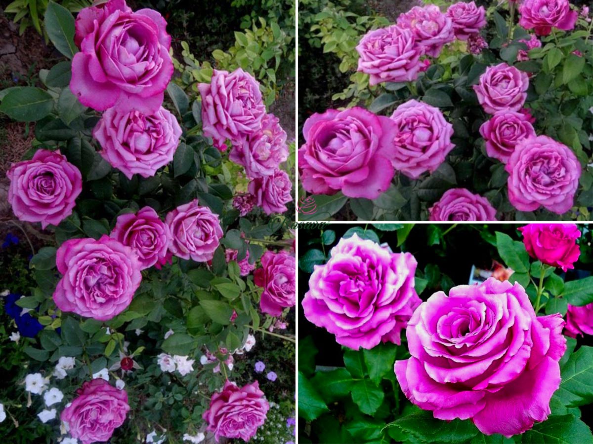 Hoa hồng Claude Brasseur