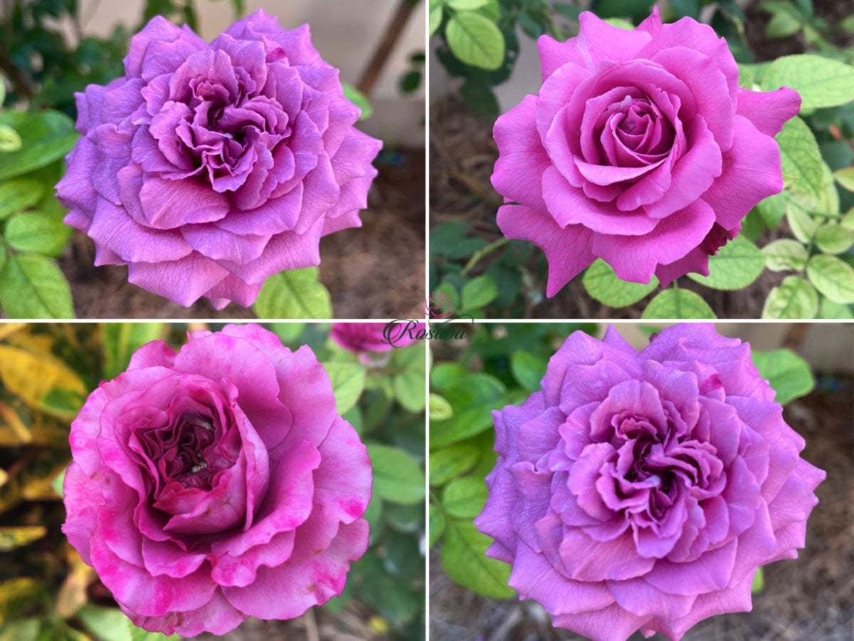 Hoa hồng Claude Brasseur