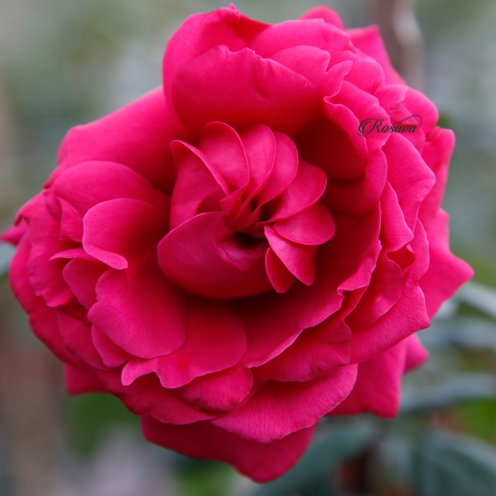 hoa hồng Janice Kellogg.