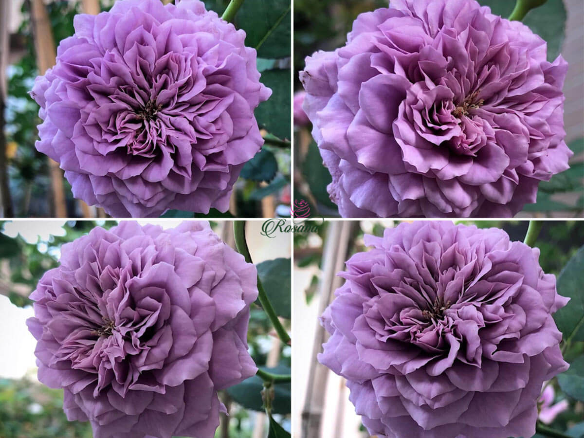 Vẻ đẹp thơ mông của loài hoa hồng Lavender Crystal