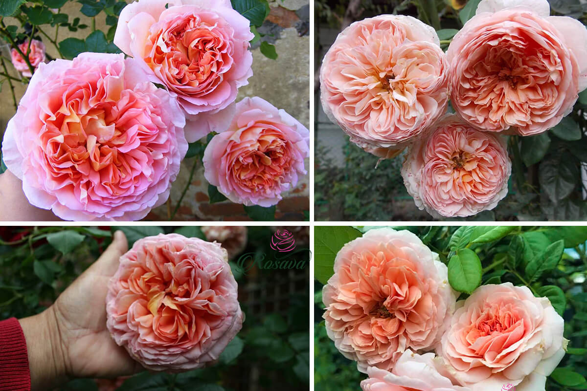 cây hoa hồng abraham darby