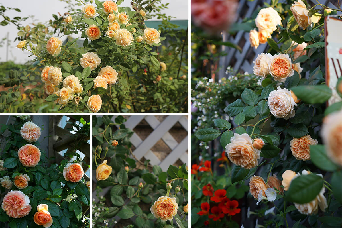hoa hồng crown princess margareta