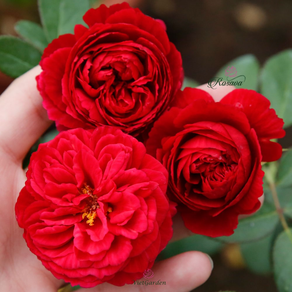 Hoa hồng Ligare 230 Rose